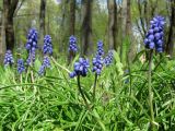 genus Muscari. Цветущие растения. Смоленск, сад Блонье. 11.05.2011.