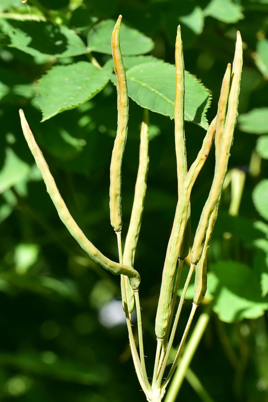 Image of Chelidonium majus specimen.