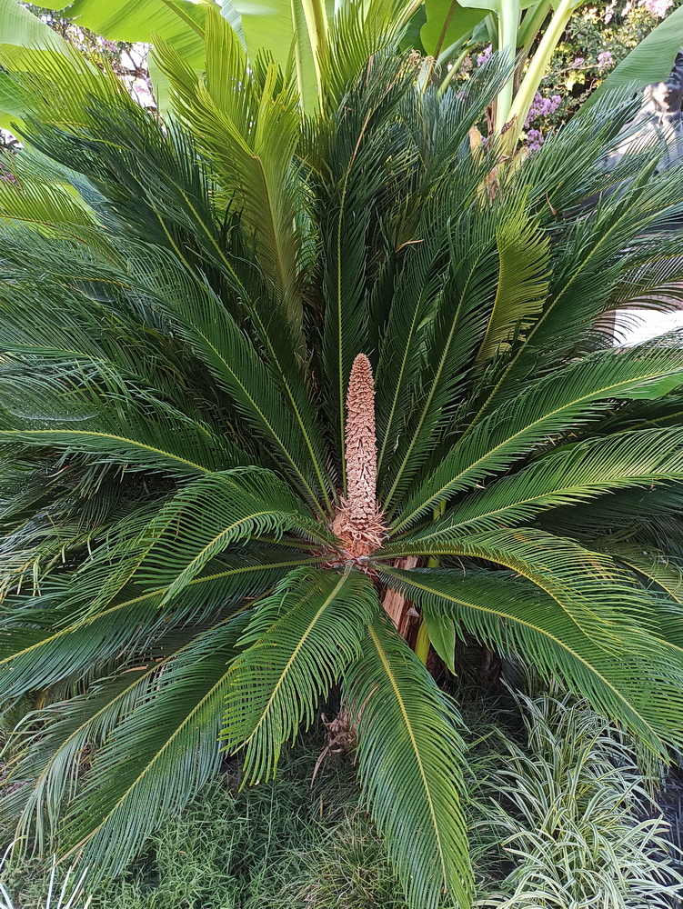 Image of genus Cycas specimen.