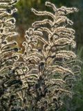 Echium vulgare. Высохшие побеги с соплодиями. Республика Молдова, муниципалитет Кишинёв, г. Кодру, пустырь. 29 августа 2026 г.