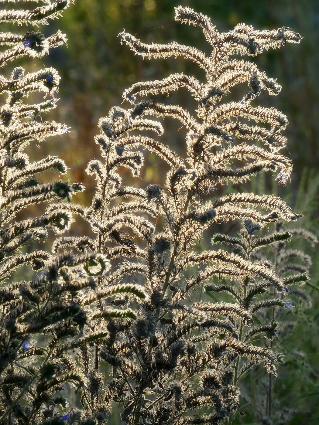 Image of Echium vulgare specimen.