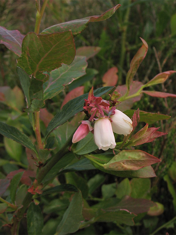 Image of Vaccinium corymbosum specimen.