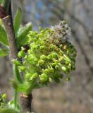 Salix cinerea