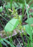 Carex elongata