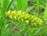 Carex vesicaria. Соплодие. Ярославская обл., пос. Новый Некоуз, р. Ильд, по урезу воды. 08.06.2011.