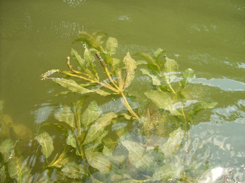 Image of Potamogeton lucens specimen.