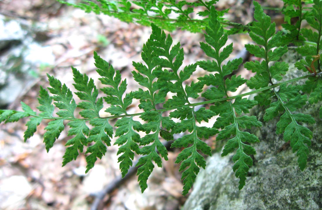 Изображение особи Cystopteris fragilis.