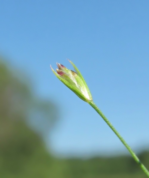 Image of Poa palustris specimen.