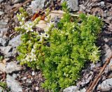 Sedum gracile