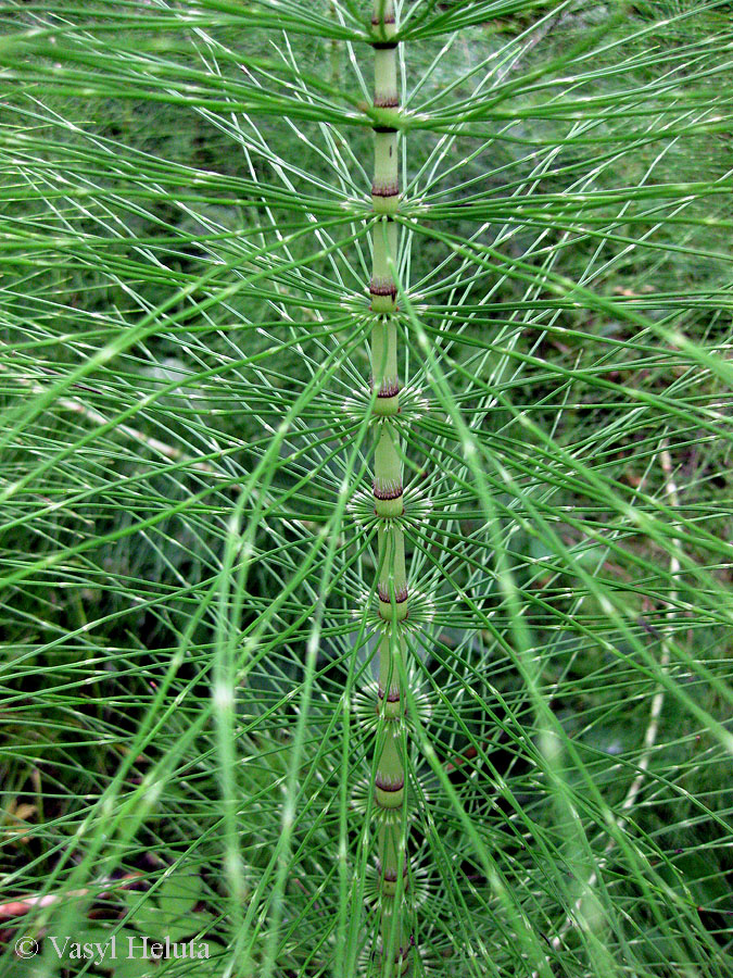 Image of Equisetum telmateia specimen.
