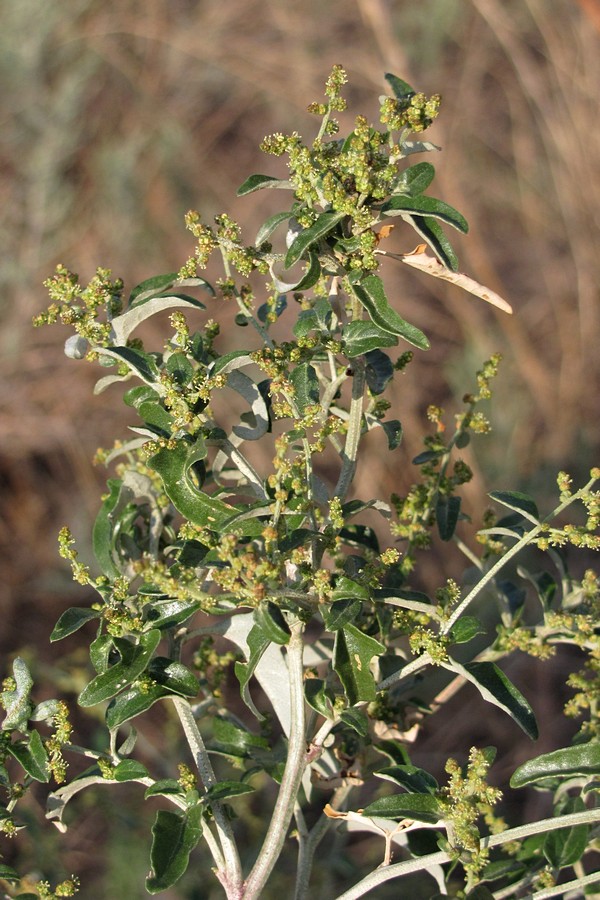 Image of Atriplex aucheri specimen.