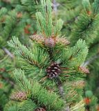 Pinus mugo. Верхушка ветви с незрелыми и вызревшими вскрывшимися шишками. Черногория, Динарское нагорье, горный массив Дурмитор. 05.07.2011.