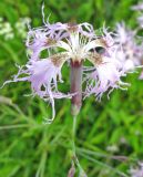 Dianthus superbus. Цветок. Ярославская обл., Угличский р-н, дер. Савино, долина р. Корожечна, луг. 24.06.2011.