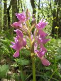 Dactylorhiza romana. Соцветие. Крым, Севастополь, Балаклавский р-н, заказник \"Мыс Айя\". 15.05.2011.