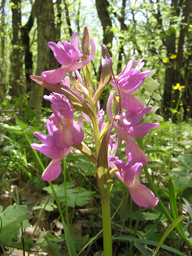 Image of Dactylorhiza romana specimen.