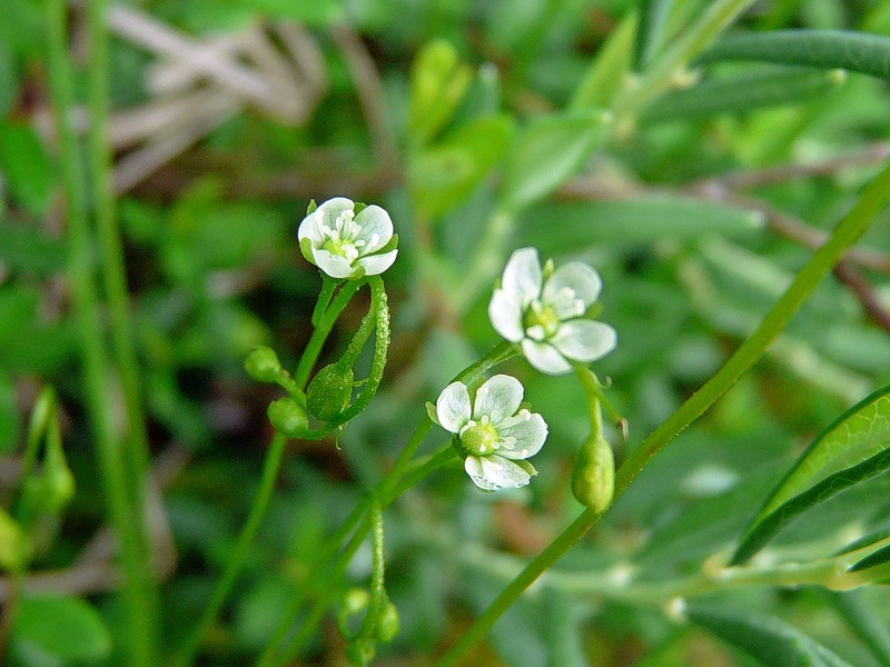 Image of Drosera rotundifolia specimen.