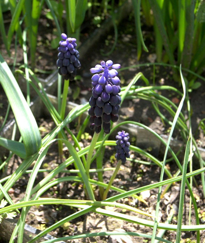 Изображение особи Muscari neglectum.