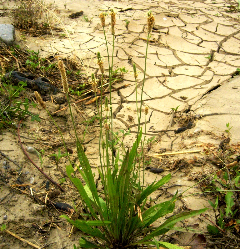 Image of Plantago lanceolata specimen.