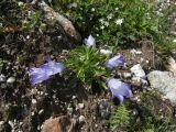 Campanula biebersteiniana