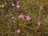 Centaurium littorale. Цветущее растение (просматривается розетка прикорневых листьев). Нидерланды, провинция Groningen, национальный парк Lauwersmeer, влажный луг. 28 июня 2008 г.