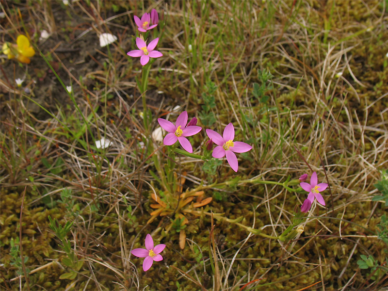 Изображение особи Centaurium littorale.