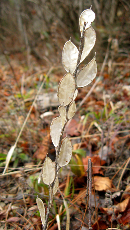 Image of Fibigia clypeata specimen.