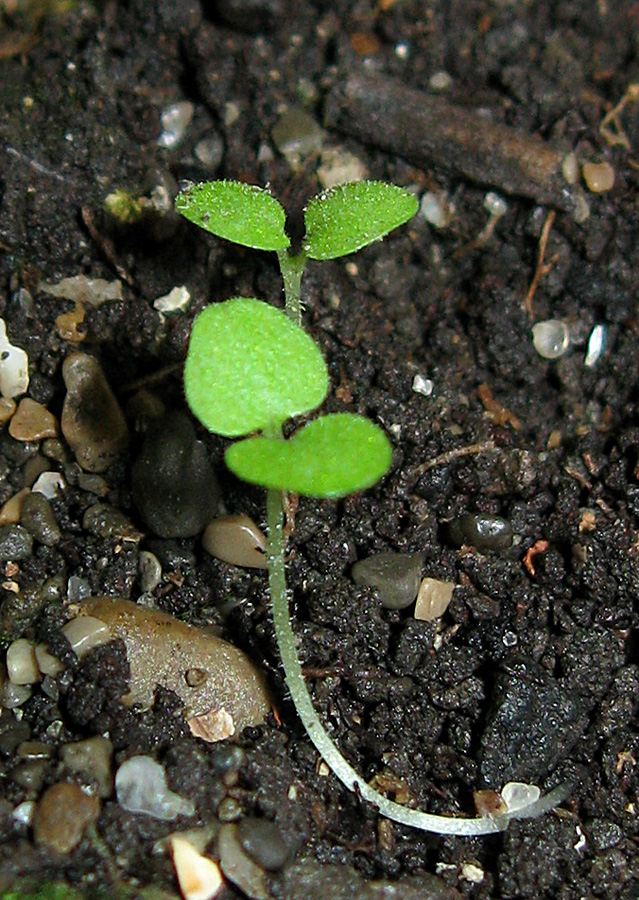 Изображение особи Scrophularia scopolii.