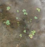 Ranunculus sceleratus. Вегетирующее растение. Окр. Архангельска, канава. 15.06.2011.