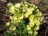 Primula elatior. Цветущее растение. Ленинградская обл., Кингисеппский р-н, окр. дер. Великино. 02.05.2009.