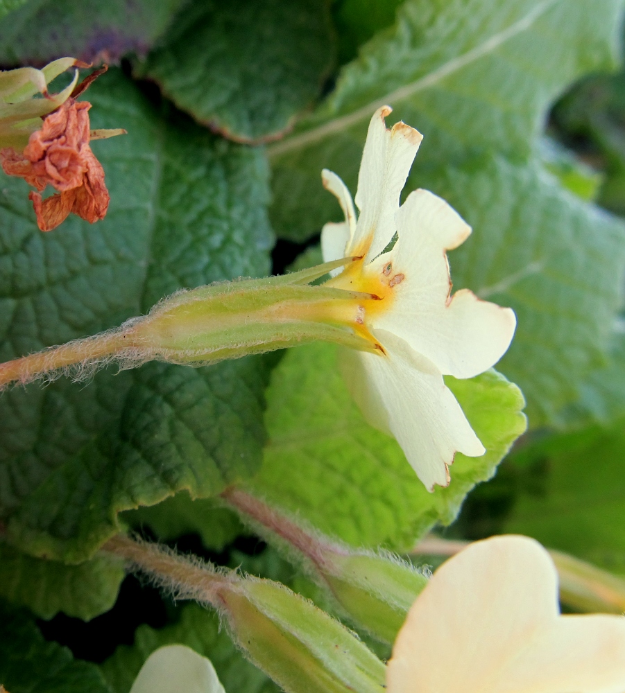 Изображение особи Primula vulgaris.