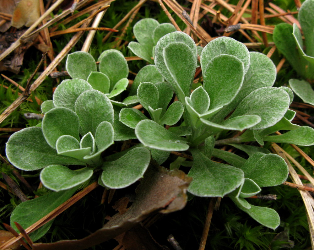 Изображение особи Antennaria dioica.