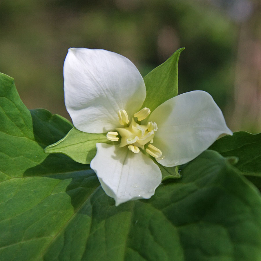 Image of Trillium &times; komarovii specimen.