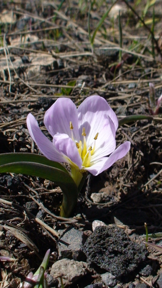 Изображение особи Colchicum szovitsii.