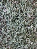 Ephedra distachya. Побеги. Зап. Крым, г. Саки, у забора пансионата \"Танжер\". 30.08.2011.