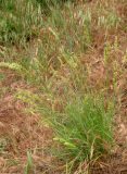 Melica taurica. Цветущее растение. Крым, окраины г. Ялты. 25 мая 2012 г.