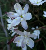 Simethis planifolia
