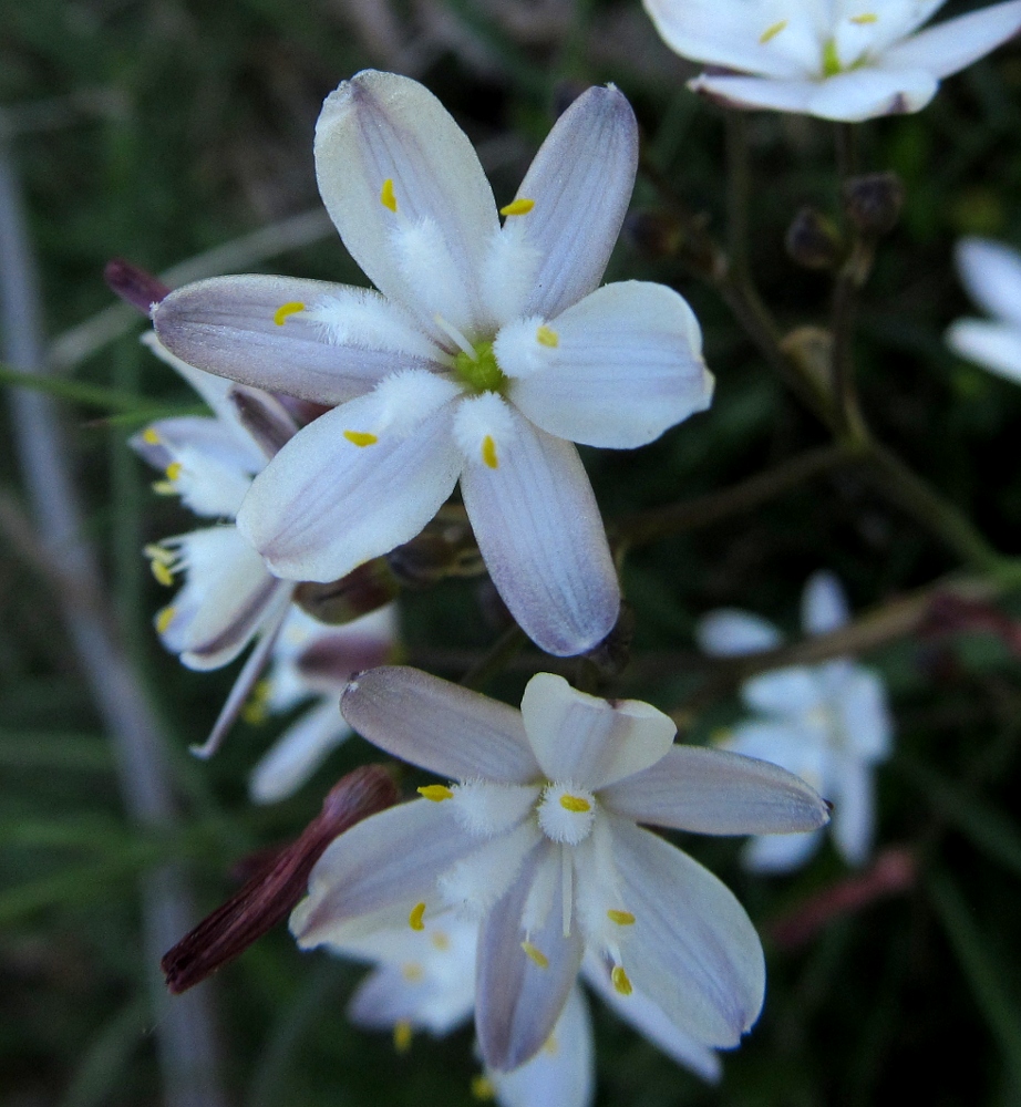 Image of Simethis planifolia specimen.