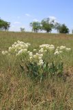 Lepidium cartilagineum. Цветущее растение. Австрия, провинция Бургенланд, рядом с соленым озером Даршо. 25.05.2012.