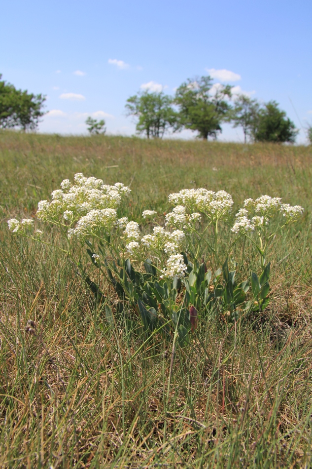 Image of Lepidium cartilagineum specimen.