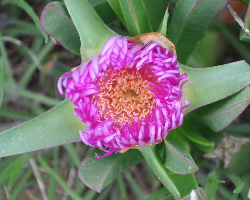 Image of Carpobrotus acinaciformis specimen.