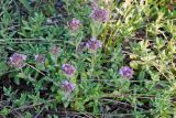 Thymus markhotensis