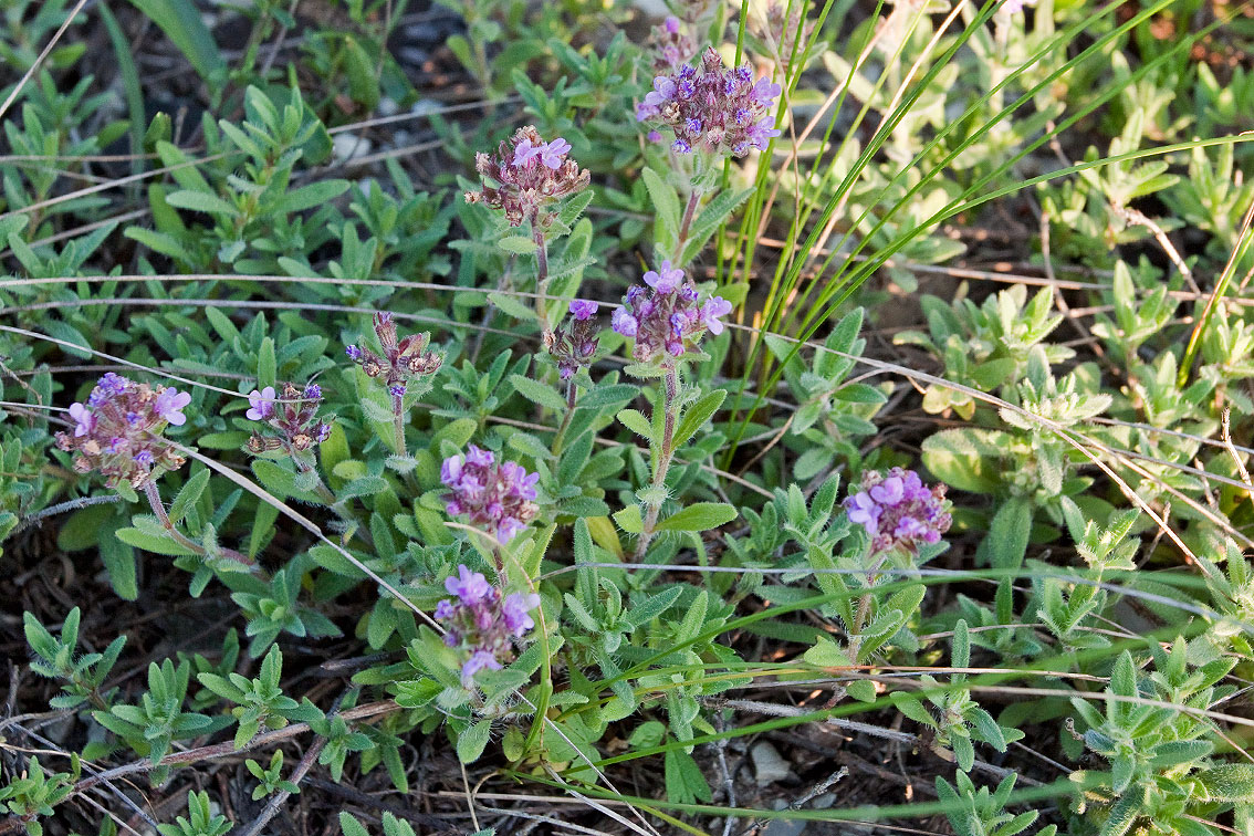 Image of Thymus markhotensis specimen.