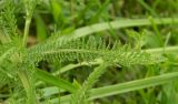 Achillea inundata