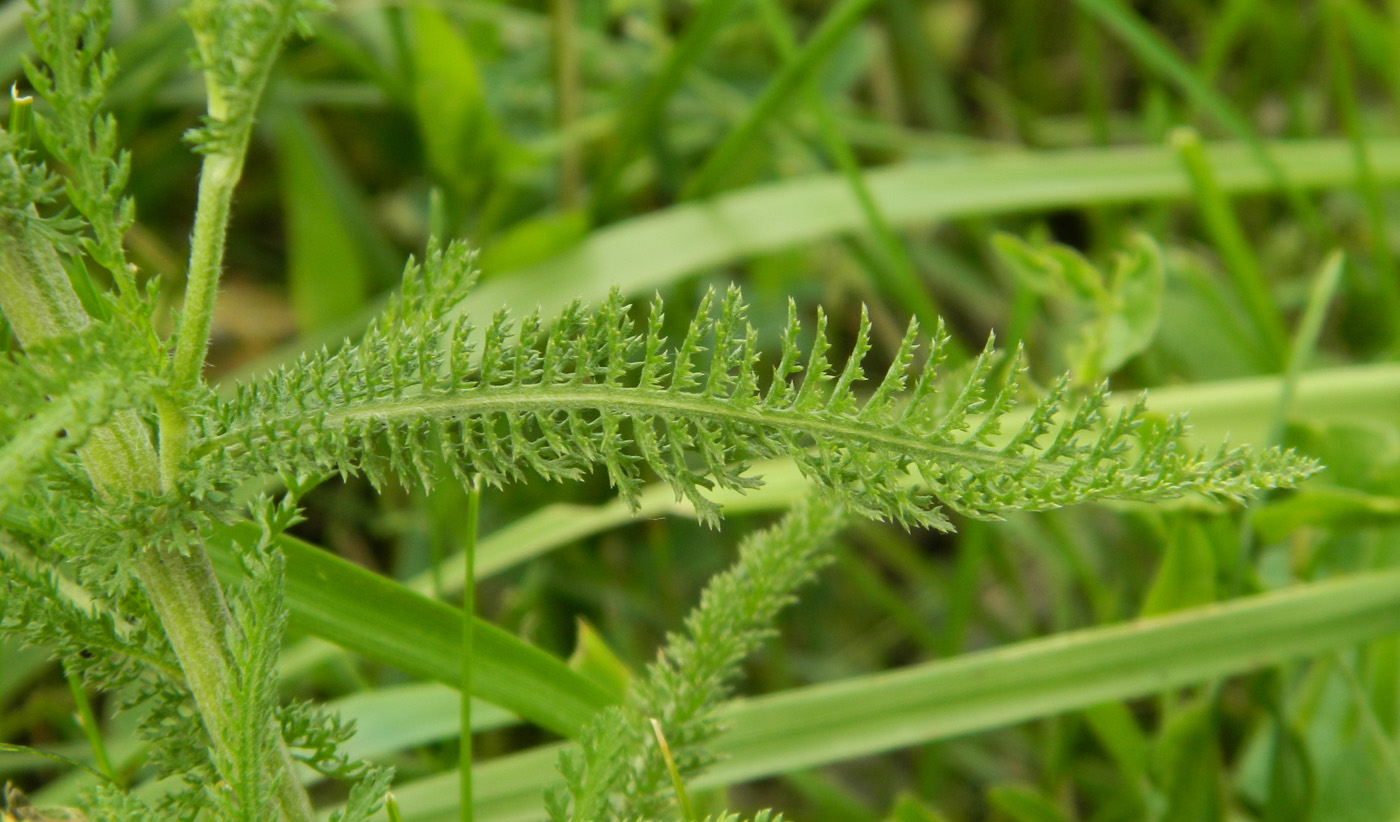 Изображение особи Achillea inundata.