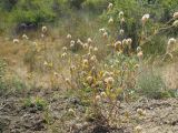 Lomelosia micrantha