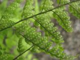 Dryopteris chinensis