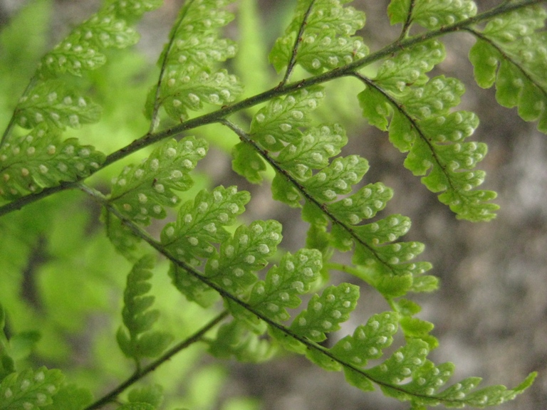 Image of Dryopteris chinensis specimen.