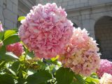 Hydrangea macrophylla