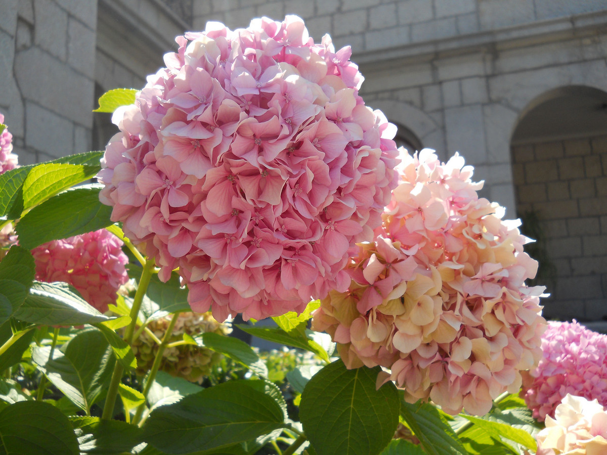 Image of Hydrangea macrophylla specimen.