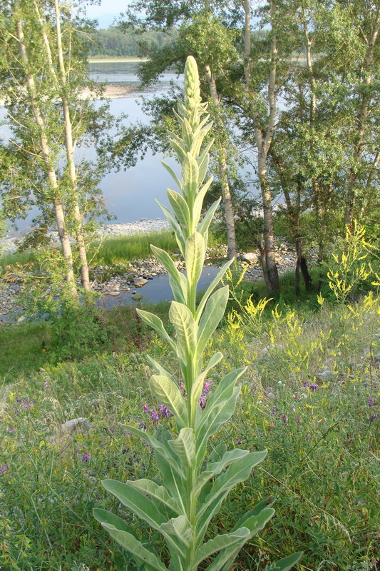 Изображение особи Verbascum thapsus.